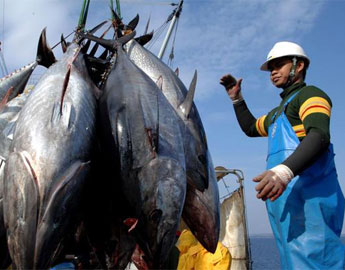 A Good Year For the Future of Mankinds Tuna Supply